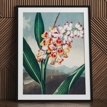 Nodding Renealmia - Robert John Thornton Floral Art Print / Canvas Framed Botanical Illustration Cluster White Yellow Red Flowers Robert