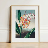 Nodding Renealmia - Robert John Thornton Floral Art Print / Canvas Framed Botanical Illustration Cluster White Yellow Red Flowers,