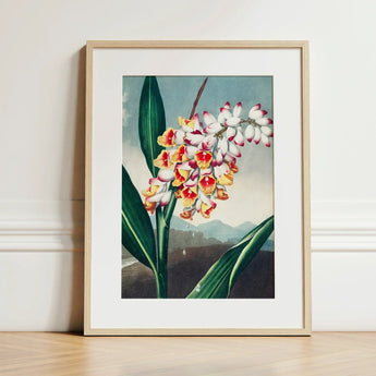Nodding Renealmia - Robert John Thornton Floral Art Print / Canvas Framed Botanical Illustration Cluster White Yellow Red Flowers,