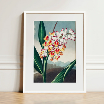 Nodding Renealmia - Robert John Thornton Floral Art Print / Canvas Framed Botanical Illustration Cluster White Yellow Red Orchids Robert