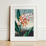 Nodding Renealmia - Robert John Thornton Floral Art Print / Canvas Framed Botanical Illustration Cluster White Yellow Red Orchids,