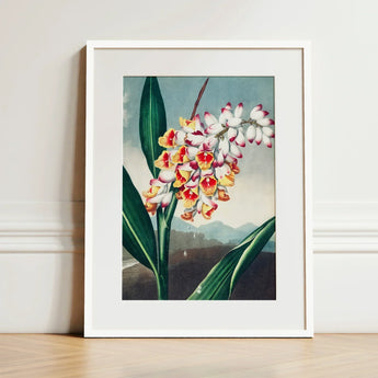 Nodding Renealmia - Robert John Thornton Floral Art Print / Canvas Framed Botanical Illustration Cluster White Yellow Red Orchids,