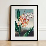 Nodding Renealmia - Robert John Thornton Floral Art Print / Canvas Framed Botanical Illustration Cluster White Yellow Red Orchids,