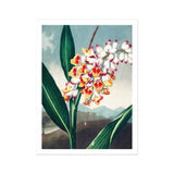 Nodding Renealmia - Robert John Thornton Floral Art Print / Canvas Vibrant Orange White Orchid Stem Green Leaves, Thornton’s Prints