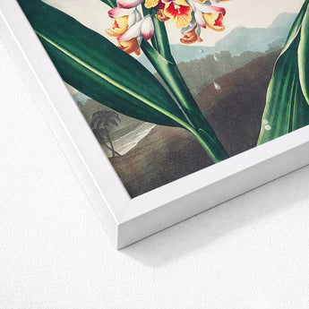 Nodding Renealmia - Robert John Thornton Floral Art Print / Canvas White-framed Botanical Vibrant Orange Pink Flowers Lush, Thornton’s