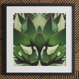 Open Wide - Tirage d’art op art d’agave succulente / Toile, 12x12’’ / 31x31cm / Cadre noir / Passe-partout, Affiches, impressions et œuvres d’art visuel, Toby Leon