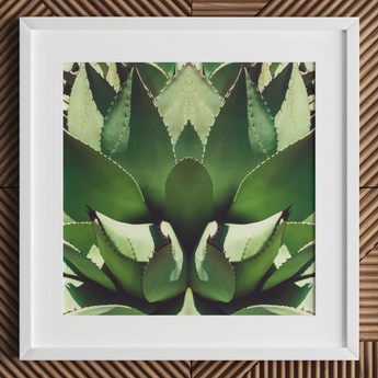 Open Wide - Tirage d’art op art d’agave succulente / Toile, 12x12’’ / 31x31cm / Cadre blanc / Passe-partout, Affiches, impressions et œuvres d’art visuel, Toby Leon