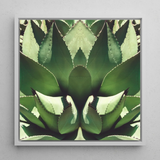 Open Wide - Tirage d’art op art d’agave succulente / Toile, 12x12’’ / 31x31cm / Cadre blanc, Affiches, impressions et œuvres d’art visuel, Toby Leon