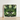 Framed Art Print Symmetrical Mirrored Close-up Green Agave Agave’s Kaleidoscopic Allure, Verdant Vision Quest, Botanical Phantasmagoria