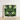 Framed Art Print Symmetrical Mirrored Close-up Green Agave Agave’s Kaleidoscopic Allure, Verdant Vision Quest, Botanical Phantasmagoria