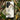 Osprey - Numata Kashu Meiji Bird Phone Case, Iphone, Japanese