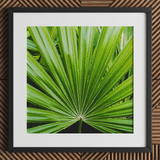 Peacocky - Stampa d’arte di fronda di palma di Koh Chang / Tela, 12x12’’ / 31x31cm / Cornice nera / Passe-partout, Poster, stampe e opere d’arte visiva, Toby Leon