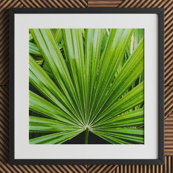 Peacocky - Stampa d’arte di fronda di palma di Koh Chang / Tela, 12x12’’ / 31x31cm / Cornice nera / Passe-partout, Poster, stampe e opere d’arte visiva, Toby Leon