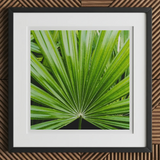 Peacocky - Koh Chang Palm Frond Art Print, 12x12’’ / 31x31cm / Black Frame / 2’’ Matboard, Framed Print Vibrant Green Palm Leaf