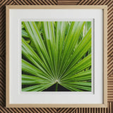 Peacocky - Koh Chang Palm Frond Art Print, 12x12’’ / 31x31cm / Natural Frame / 2’’ Matboard, Framed Print Vibrant Green Palm Leaf