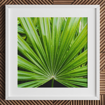 Peacocky - Stampa d’arte di fronda di palma di Koh Chang / Tela, 12x12’’ / 31x31cm / Cornice bianca / Passe-partout, Poster, stampe e opere d’arte visiva, Toby Leon