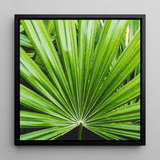 Peacocky - Koh Chang Palm Frond Art Print / Canvas, 12x12’’ / 31x31cm / Black Frame, Posters Prints & Visual Artwork, Toby Leon