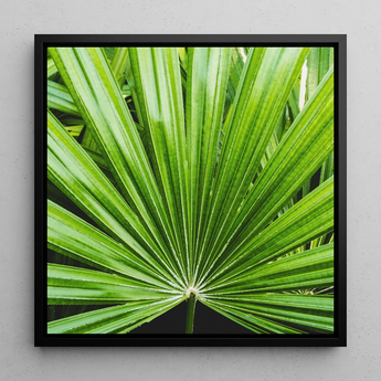 Peacocky - Koh Chang Palm Frond Art Print / Canvas, 12x12’’ / 31x31cm / Black Frame, Posters Prints & Visual Artwork, Toby Leon