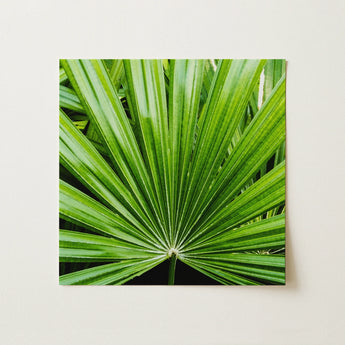 Peacocky - Koh Chang Palm Frond Art Print / Canvas, 12x12’’ / 31x31cm / Unframed / no Border, Posters Prints & Visual Artwork, Toby Leon