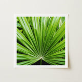 Peacocky - Koh Chang Palm Frond Art Print / Canvas Square-framed Vibrant Green Leaf Slender Fronds Thailand’s Emerald Oasis, Photography