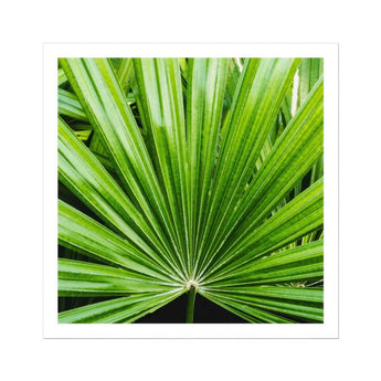 Peacocky - Koh Chang Palm Frond Art Print / Canvas Vibrant Green Blade-like Leaves Thailand’s Emerald Oasis, Photography Prints