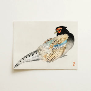 Peregrine Falcon - Kōno Bairei Meiji Era Bird Art Print / Canvas, 16x12’’ / 41x31cm / Unframed / no Border, Posters Prints & Visual