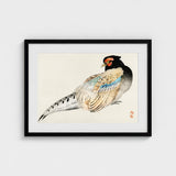 Peregrine Falcon - Kono Bairei Meiji Era Bird Art Print / Canvas Kōno Bairei’s, Gakan, Meiji-era Japan Prints