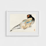 Peregrine Falcon - Kono Bairei Meiji Era Bird Art Print / Canvas Kōno Bairei’s, Gakan, Meiji-era Japan Prints