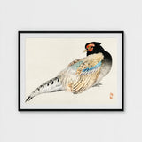 Peregrine Falcon - Kono Bairei Meiji Era Bird Art Print / Canvas Kōno Bairei’s, Gakan, Meiji-era Japan Prints