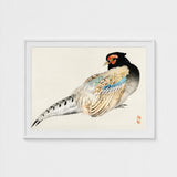 Peregrine Falcon - Kono Bairei Meiji Era Bird Art Print / Canvas Kōno Bairei’s, Gakan, Meiji-era Japan Prints