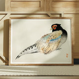 Peregrine Falcon - Kono Bairei Meiji Era Bird Art Print / Canvas Framed Watercolor Painting Pheasant Detailed Feathers Muted Browns Kōno