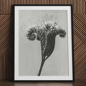 Phacelia Tanacetifolia (lacy Phacelia) - Karl Blossfeldt Art Print / Canvas, 24x32’’ / 61x81cm / Black Frame / Matboard, Posters Prints &