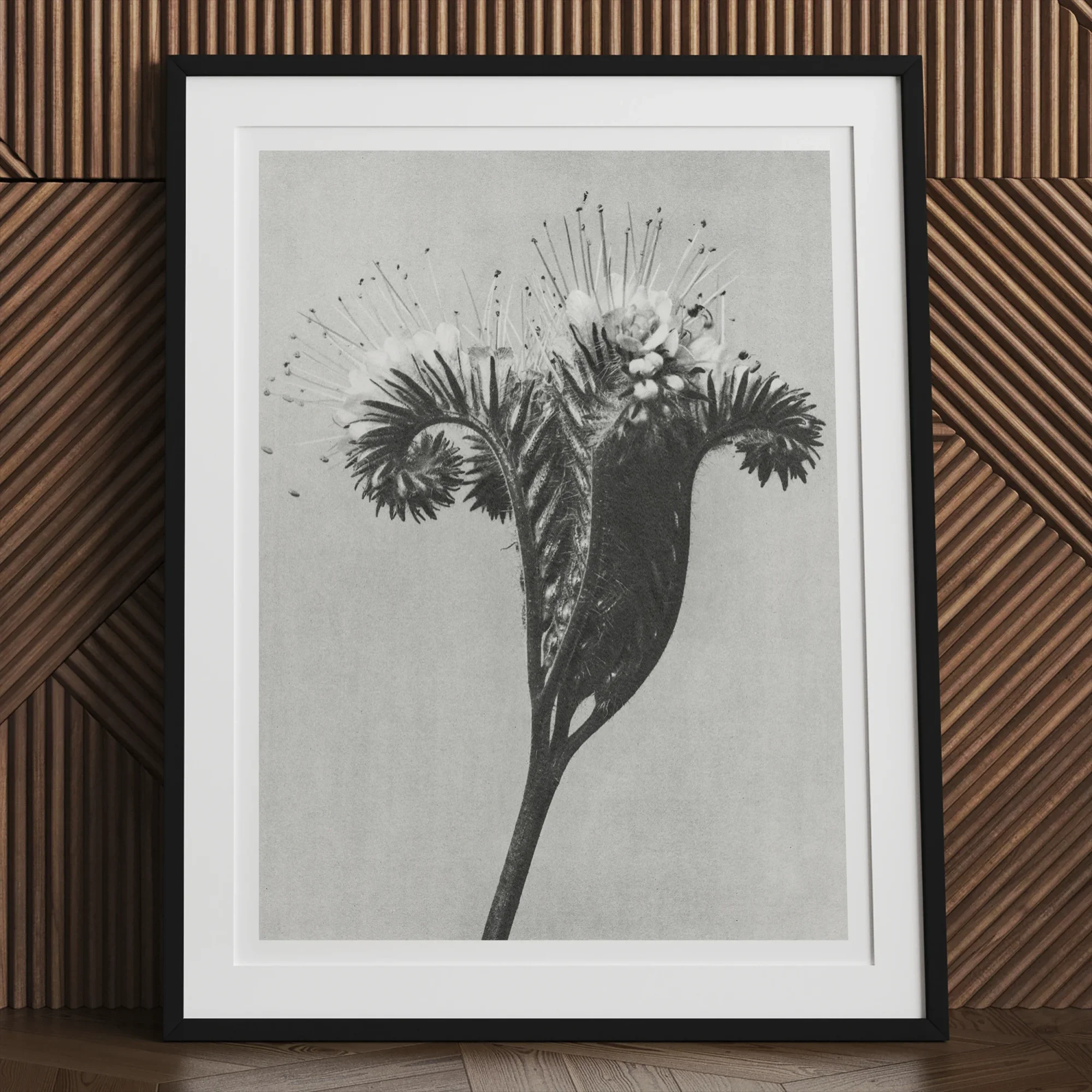 Phacelia Tanacetifolia (lacy Phacelia) - Karl Blossfeldt Art Print, Black White Photograph Dandelion Seed Head Frame