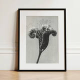 Phacelia Tanacetifolia (lacy Phacelia) - Karl Blossfeldt Art Print / Canvas, 12x16’’ / 31x41cm / Black Frame / Matboard, Posters Prints &