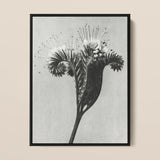 Phacelia Tanacetifolia (lacy Phacelia) - Karl Blossfeldt Art Print / Canvas, 12x16’’ / 31x41cm / Black Frame, Posters Prints & Visual