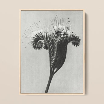 Phacelia Tanacetifolia (lacy Phacelia) - Karl Blossfeldt Art Print / Canvas, 12x16’’ / 31x41cm / Natural Frame, Posters Prints & Visual
