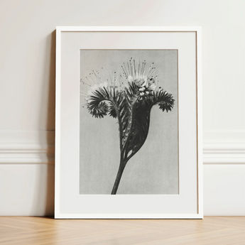 Phacelia Tanacetifolia (lacy Phacelia) - Karl Blossfeldt Art Print / Canvas, 12x16’’ / 31x41cm / White Frame / Matboard, Posters Prints &
