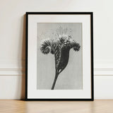 Phacelia Tanacetifolia (lacy Phacelia) - Karl Blossfeldt Art Print / Canvas Black-framed Detailed Black-and-white Botanical Illustration