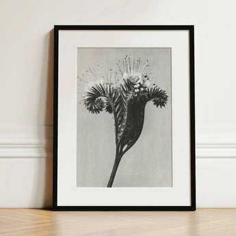 Phacelia Tanacetifolia (lacy Phacelia) - Karl Blossfeldt Art Print / Canvas Black-framed Detailed Black-and-white Botanical Illustration