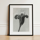 Phacelia Tanacetifolia (lacy Phacelia) - Karl Blossfeldt Art Print / Canvas Black-framed Art Print Detailed Black-and-white Botanical