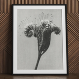 Phacelia Tanacetifolia (lacy Phacelia) - Karl Blossfeldt Art Print / Canvas Black-framed Black-and-white Botanical Print Detailed Spiky