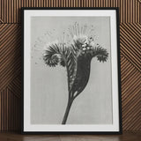 Phacelia Tanacetifolia (lacy Phacelia) - Karl Blossfeldt Art Print / Canvas Black-framed Black-and-white Botanical Detailed Spiky Flower