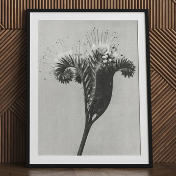 Phacelia Tanacetifolia (lacy Phacelia) - Karl Blossfeldt Art Print / Canvas Black-framed Black-and-white Botanical Detailed Spiky Flower