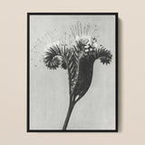 Phacelia Tanacetifolia (lacy Phacelia) - Karl Blossfeldt Art Print / Canvas Black-framed Black-and-white Photographic Print Detailed