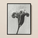 Phacelia Tanacetifolia (lacy Phacelia) - Karl Blossfeldt Art Print / Canvas Black-framed Black-and-white Photographic Detailed Botanical