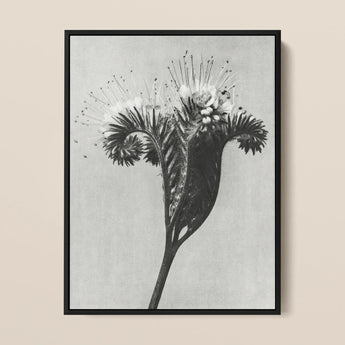 Phacelia Tanacetifolia (lacy Phacelia) - Karl Blossfeldt Art Print / Canvas Black-framed Black-and-white Photographic Detailed Botanical