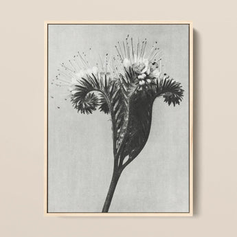 Phacelia Tanacetifolia (lacy Phacelia) - Karl Blossfeldt Art Print / Canvas Black-and-white Botanical Light Wood Frame Intricate Flower,