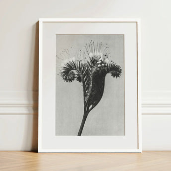 Phacelia Tanacetifolia (lacy Phacelia) - Karl Blossfeldt Art Print / Canvas Black-and-white Botanical Minimalist White Frame Intricate