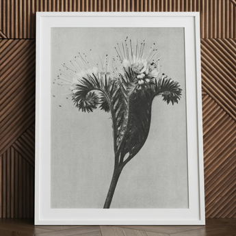 Phacelia Tanacetifolia (lacy Phacelia) - Karl Blossfeldt Art Print / Canvas Black-and-white Framed Botanical Print Detailed Stylized Flower