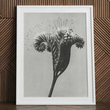 Phacelia Tanacetifolia (lacy Phacelia) - Karl Blossfeldt Art Print / Canvas Black-and-white Framed Botanical Detailed Stylized Flower